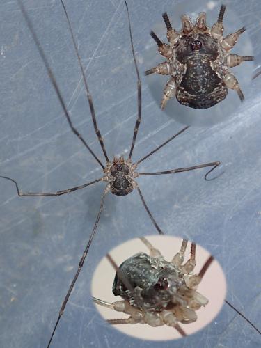 Réf. 237 247 : Phalangiinae inconnu